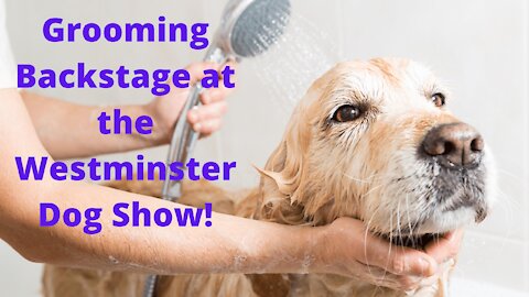 Dog Grooming Backstage at the Westminster Dog Show!