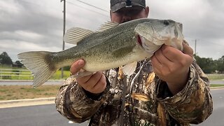 First Rain in MONTHS Makes The Fish Go Crazy!