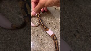 Baby Snake Needed My HELP! ❤️‍🩹🐍