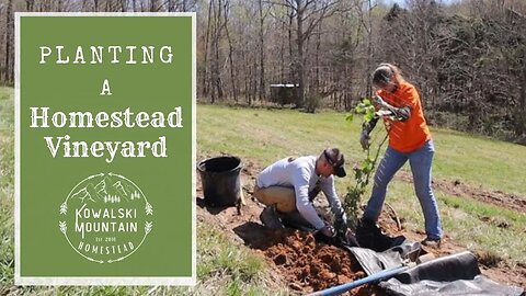 Planting a Homestead Vineyard