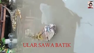 Ular sawa batik besar gila