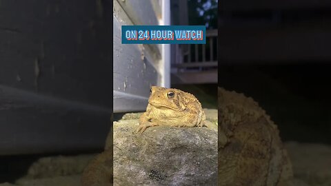 The Unending Vigil: Toad's 24-Hour Surveillance. #fowlerstoad, #prepperboss , #shorts