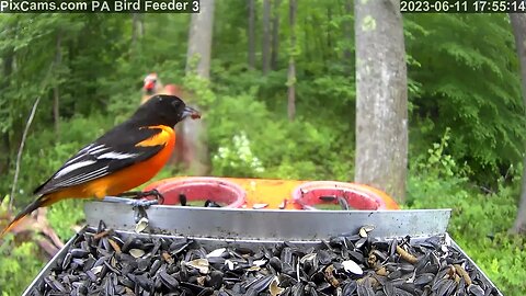 Two male Baltimore orioles feeding at once on PA Bird Feeder 3 6/11/2023