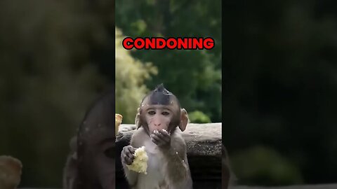 Costco Unveils Shocking Truth Behind Coconut Milk Monkey Labor Exposed