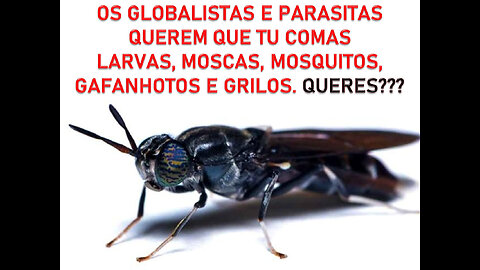 Os globalistas e parasitas querem que tu comas larvas, moscas, mosquitos, gafanhotos e grilos
