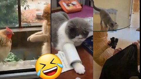 Baby Cats - Cute And Funny video Compilation Animals Lovers