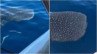 A curious whale shark checks in with fishermen
