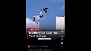 A bird is removing Israeli flag