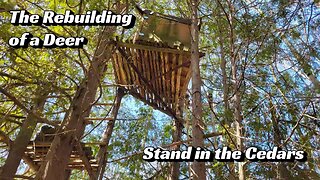 The Rebuilding of a Deer Stand in the Cedars