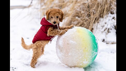 ❤How To Train Your Puppy🐕 link hair to description