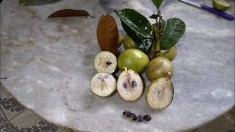 abiu de casca verde quando maduro caimito Dulce caimito negro (chrysophyllum argenteum)