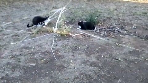 HUGE String "spiderweb" all over Yard | Cats go NUTS