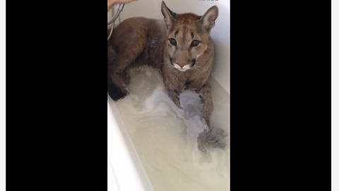 Pet Cougar Chills Out During Bath Time