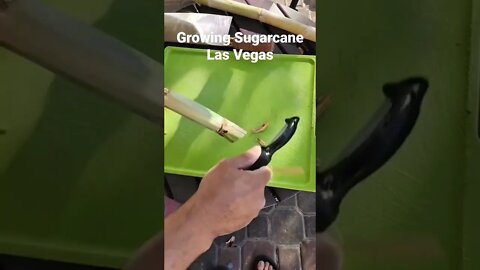 Growing Sugarcane in Las Vegas GreenMangoes #viral #shorts #viralshorts #gardening #sugarcane