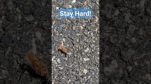Ant in Goggins Mode! #ant #davidgoggins #stayhard #motivation