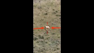 Hunting Coyotes #shorts #dogs #animals #hunter #085