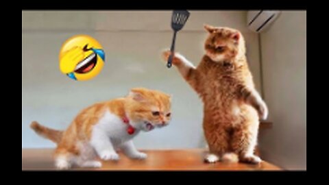 Funniest Animals 2023 😂 New Funny Cats and Dogs Videos