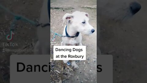 Dancing Dogs at the Roxbury