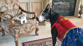 Cat Checks Out Great Dane in Wonder Woman Costume