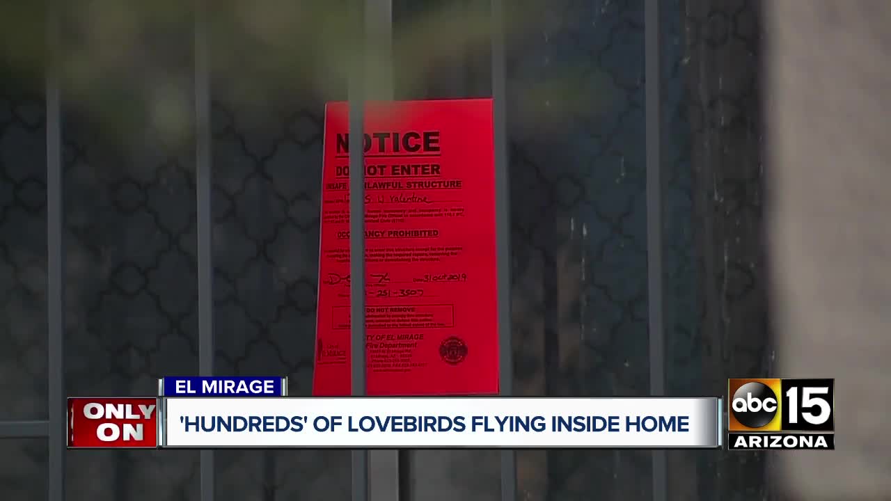 'Hundreds' of Lovebirds flying inside El Mirage home