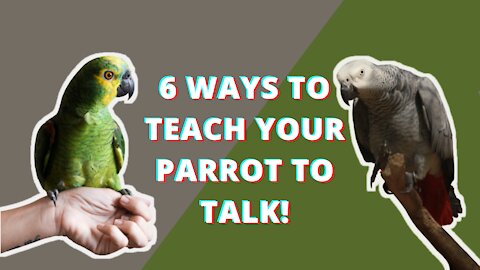 6 WAYS TO TEACH YOUR PARROT TO TALK! | PARROT TALK