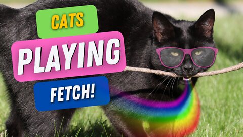 Cats Playing [Fetch] 😸 chasing balls just like a Doggo! Try not to laugh! cat fetching