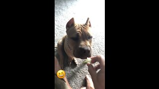 GIANT Pit Bull puppy is not fan of pickles 🥒😂
