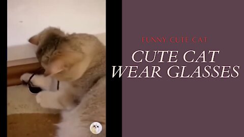 FUNNY CUTE CAT WEAR GLASSES