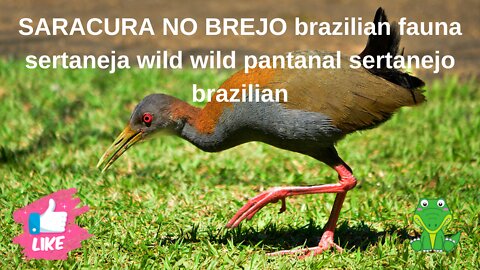 SARACURA NO BREJO brazilian fauna sertaneja wild wild pantanal sertanejo brazilian