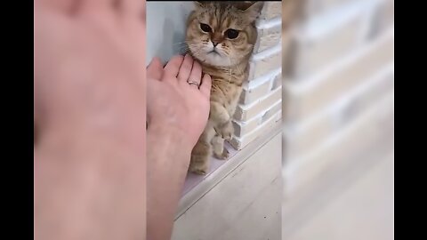 Cute cat fighting 😍😄