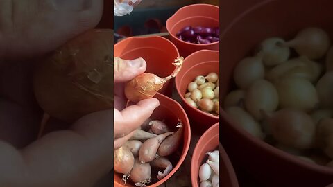 How to Grow ONIONS and SHALLOTS: Inspect the bulbs first