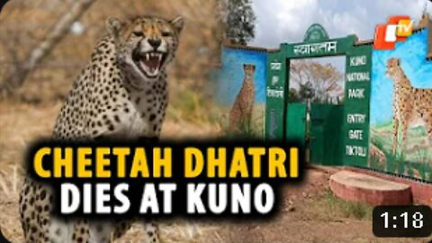 Cheetah ‘Dhatri’ Dies At Kuno National Park In MP, 9 Deaths In 7 Months Triggers Concern