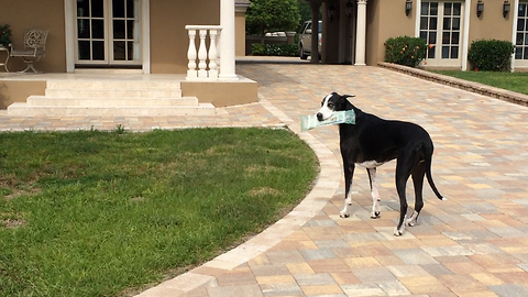 Great Dane casually delivers newspaper to front door