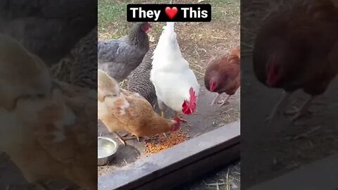 They ❤️ This // #Chickens / #Cats / #homesteading