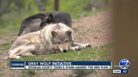 Douglas County Commissioners join list of counties opposing reintroduction of wolves in Colorado