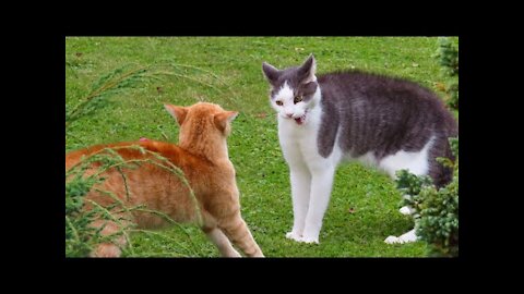 Real Cat Fight │So Funny Cats - Compilation | EPIC CATS FIGHT