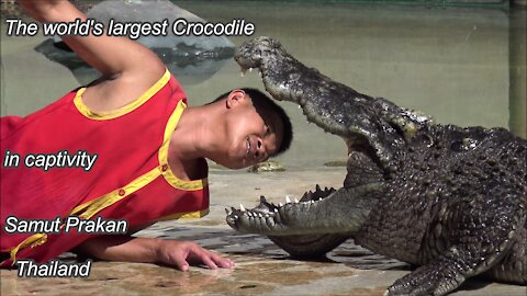 The world's largest Crocodile in captivity at Samut Prakan in Thailand