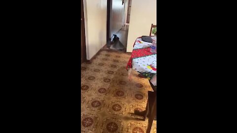 Helpful pup removes rugs so owner can pass through with wheelchair