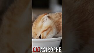 😼 #CATASTROPHE - Side by Side Delights: Kittens in Perfect Dining Harmony 🐈