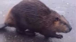 Bever angriper katt midt på en gate i Russland