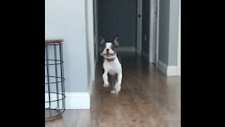 Frenchton Plays Fetch