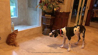 Funny Great Dane Puppy Barks At Patient Cat After Chewing Up the Toilet Paper