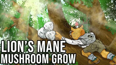Bears Head/Lions Mane Mushroom Grow Part 2 - Spawning and Fruiting