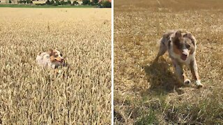 Happiest Pup Ever Runs Through Field Of Dreams