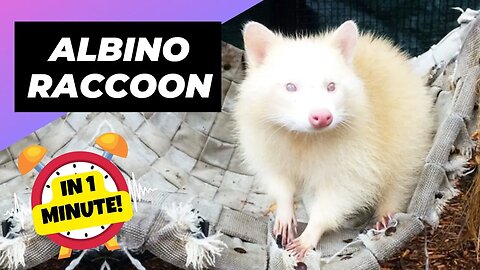 Albino Raccoon - In 1 Minute! 🦝 One Albino Animal You Have Never Seen | 1 Minute Animals