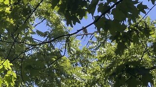 Red-Tailed Hawk fledgling