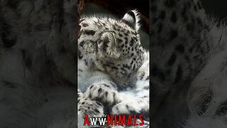🤗 #AwwNIMALS - Gentle Grooming: Baby Snow Leopard's Tender Fur Care 💕