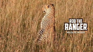 Leopard Doing A "Meerkat" Pose | Lalashe Maasai Mara Safari