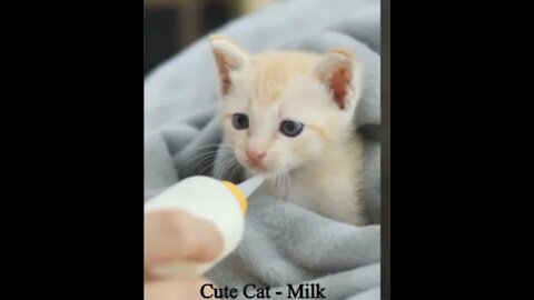 CUTE CAT DRINKING MILK