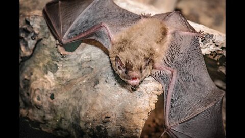 The Need For Microbats In Our World - A Talk By John Parsons, Fraser Coast MicroBat Group, SE QLD